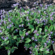 Pulmonaria angustifolia GM P9