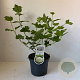 Viburnum opulus 'Roseum' 40-45 cm 3,5L