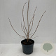 Viburnum opulus 'Roseum' 40-45 cm 3,5L