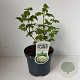 Viburnum opulus 'Roseum' 40-45 cm 3,5L