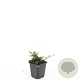 Cotoneaster pr. 'Streib's Findling' GM P9