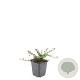 Cotoneaster pr. 'Streib's Findling' GM P9