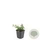 Cotoneaster pr. 'Streib's Findling' GM P9