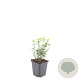 Euonymus fort. 'Emerald Gaiety' GM P9