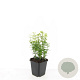 Euonymus fort. 'Emerald 'n' Gold' GM P9