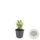 Euonymus fort. 'Emerald 'n' Gold' GM P9