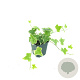 Hedera hel. 'Goldchild' GM P9
