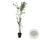 Ligustrum ovalifolium 125-150 cm 4,5L