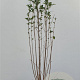 Ligustrum ovalifolium 125-150 cm 4,5L