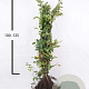 Carpinus betulus 100-125 cm wortelgoed