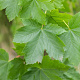 Acer pseudoplatanus 8-10 HO wortelgoed