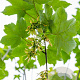 Acer pseudoplatanus 8-10 HO wortelgoed