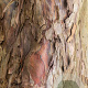 Acer pseudoplatanus 8-10 HO wortelgoed