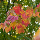 Acer rubrum 8-10 HO wortelgoed