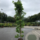 Liquidambar s. 'SlenderSilhouette' 10-12 HO container geveerd