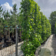 Liquidambar s. 'SlenderSilhouette' 10-12 HO container geveerd