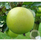 Malus d. 'Ananas Reinette' halfstam wortelgoed