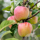 Malus d. 'Gloster' 6-8 HO wortelgoed