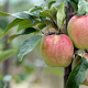 Malus d. 'Gloster' 6-8 HO wortelgoed