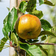 Malus d. 'Melrose' 6-8 HO wortelgoed