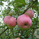 Malus d. 'Ontario' 8-10 HO wortelgoed