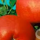 Malus d. 'Roter Berlepsch' 6-8 HO wortelgoed