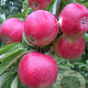 Malus d. 'Tydeman's Early' halfstam wortelgoed