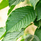 Prunus a. 'Bigarreau Napoléon' 8-10 HO wortelgoed