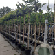 Prunus subh. 'Autumnalis' 12-14 HO container