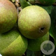 Pyrus c. 'Welleman' 6-8 HO wortelgoed