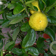 Citrus limetta 'Pursha' 50 cm stam container