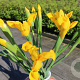Iris (dui) 'Golden Beauty' GM P9