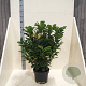 Prunus l. Etna 80-100 cm 10L