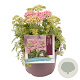 Achillea m. Milly Rock Rose GM 2,0L