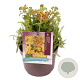 Achillea m. Milly R. Ye. Terracotta GM 2,0L
