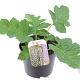 Acanthus mollis GM 2,0L