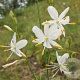 Anthericum ramosum GM P9