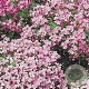 Arabis caucas. 'Pinkie' GM P9