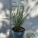 Calamagrostis acut. 'Overdam' GM 2,0L
