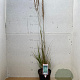 Calamagrostis acut. 'Overdam' GM 2,0L