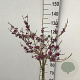 Callicarpa bod. 'Autumn Glory' 90 cm stam 7,5L
