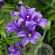 Campanula glom. 'Joan Elliott' GM P9