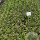 Carex morrowii 'Variegata' GM 2,0L
