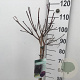 Cotinus cog. 'Royal Purple' 60 cm stam 7,5L