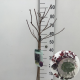 Cotinus cog. 'Royal Purple' 60 cm stam 7,5L