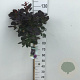 Cotinus cog. 'Royal Purple' 80 cm stam 7,5L