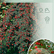 Cotoneaster suec. 'Coral Beauty' 120 cm stam 10L