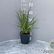 Cortaderia s. 'Rosea' GM 2,0L