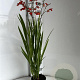 Crocosmia 'Emberglow' GM 2,0L