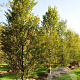 Fagus syl. 'Rotundifolia' 175-200 cm 15L